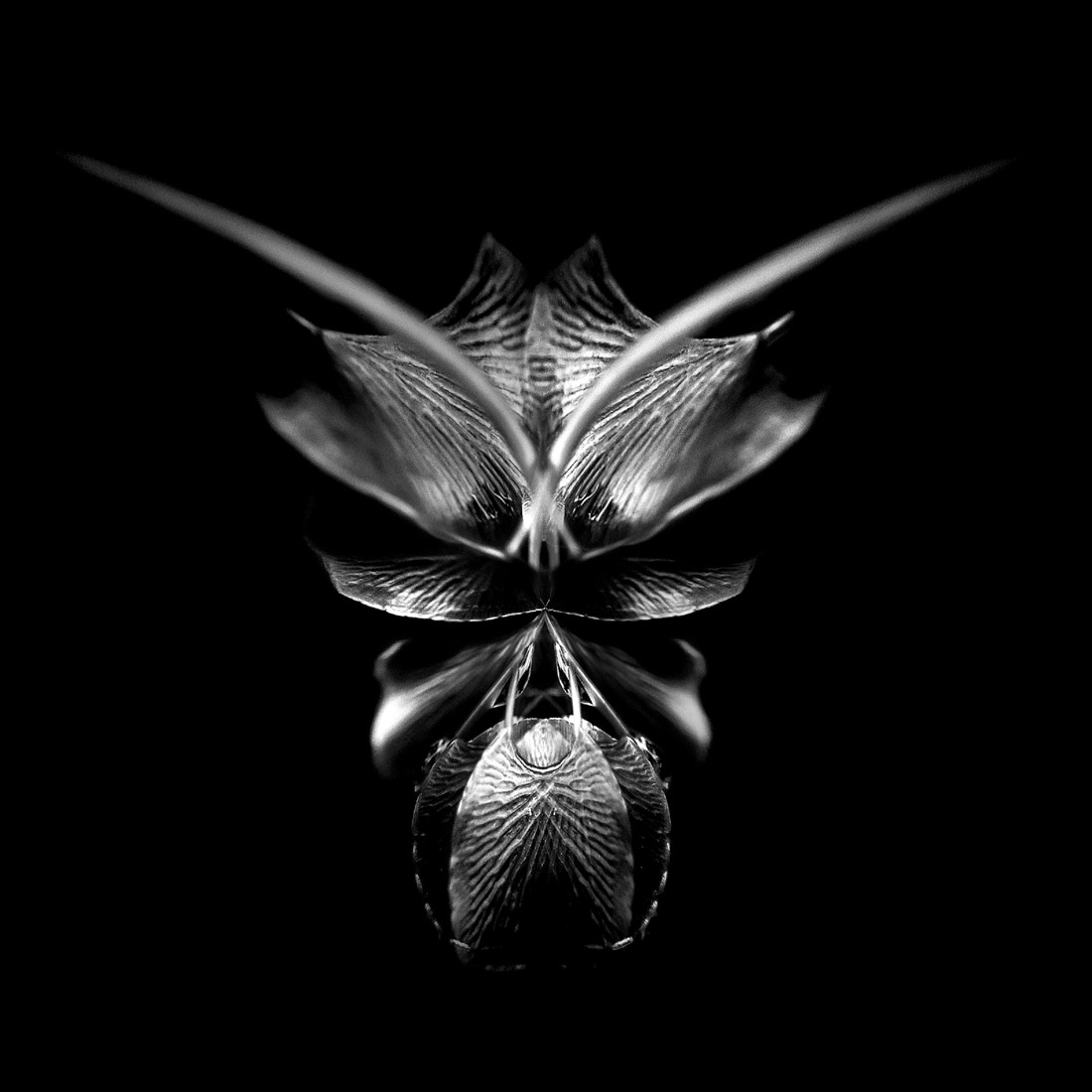 The Vegetable Creatures (PMO)