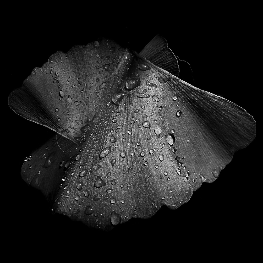 The Vegetable Creatures (PMO)