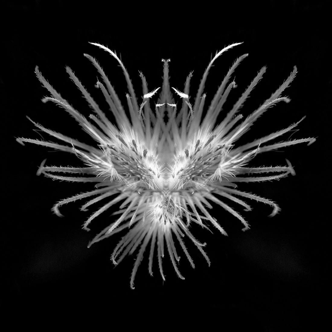 The Vegetable Creatures (PMO)