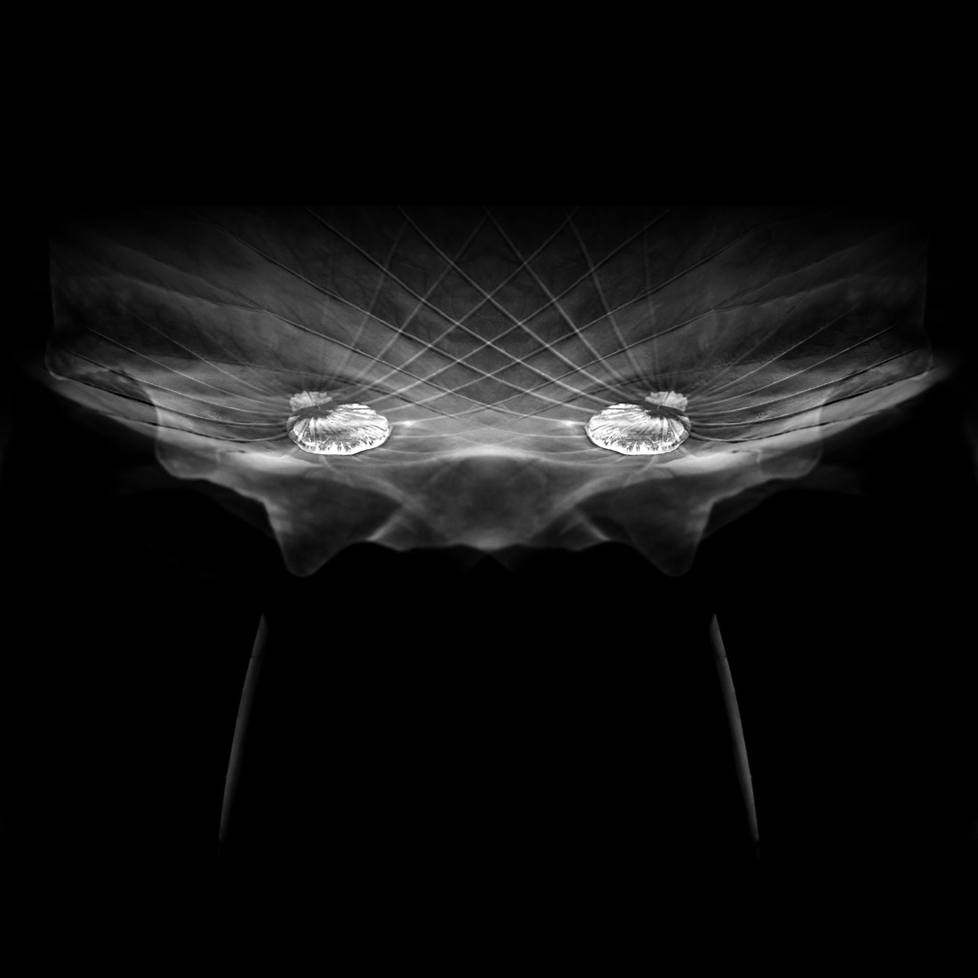 The Vegetable Creatures (PMO)