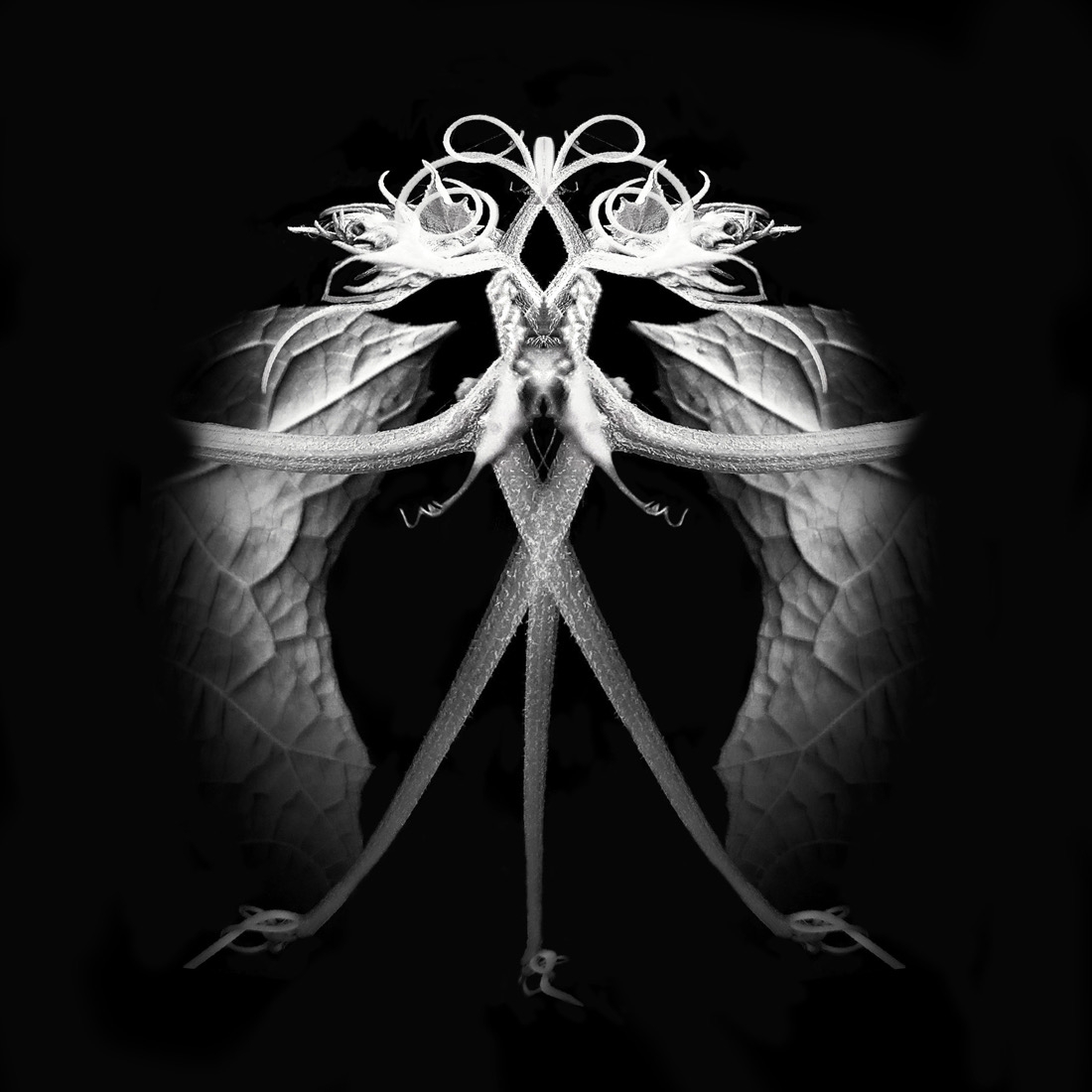 The Vegetable Creatures (PMO)