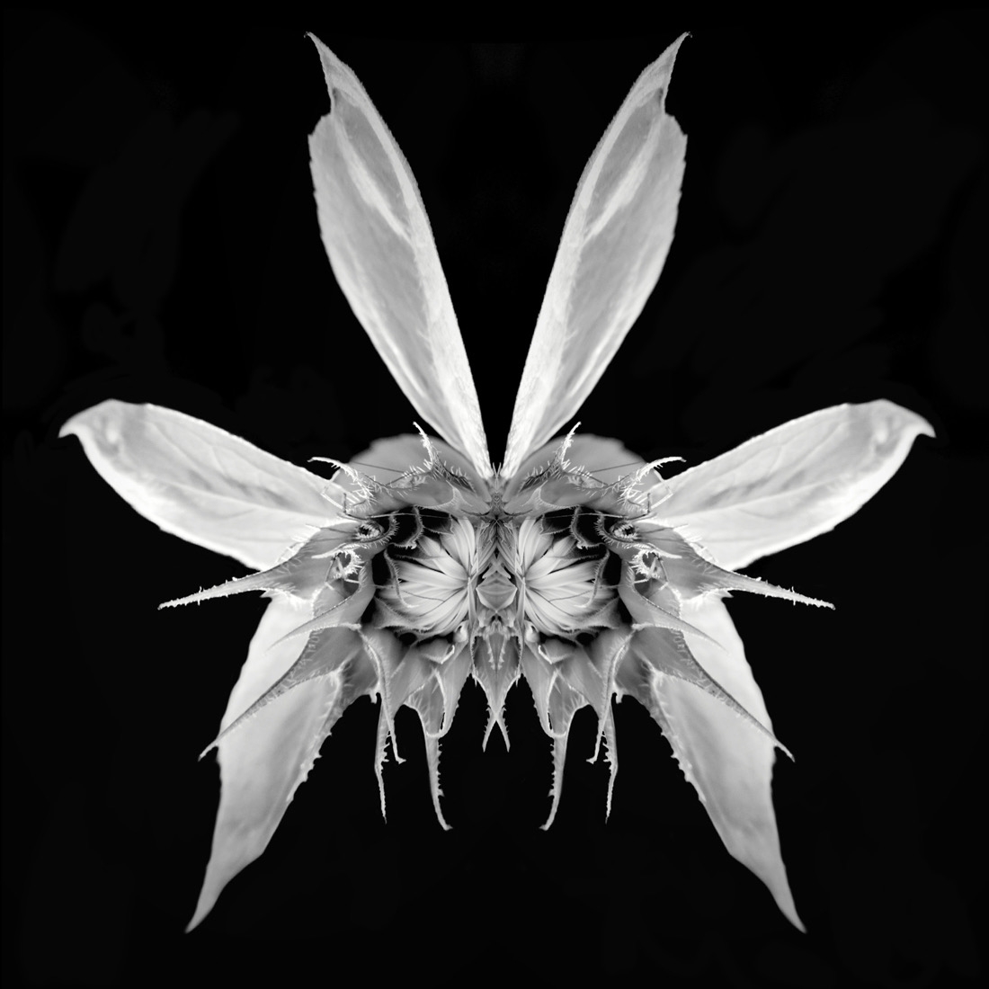 The Vegetable Creatures (PMO)