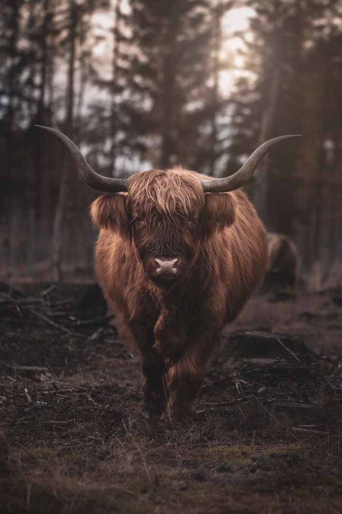 The highland cow
