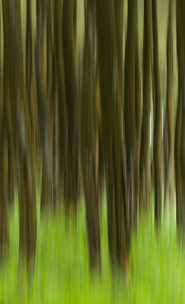 Pine forest