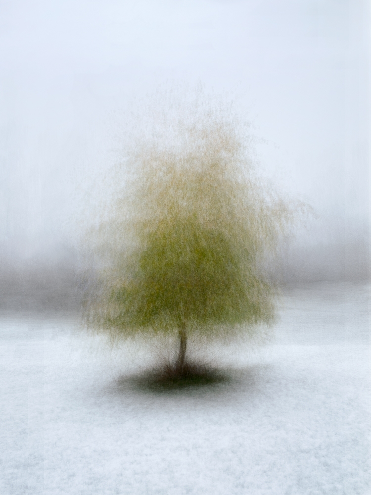 Tree in Winter