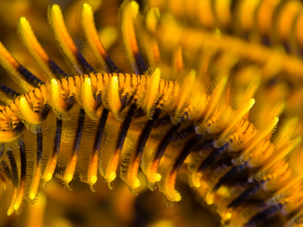 On the same wavelength