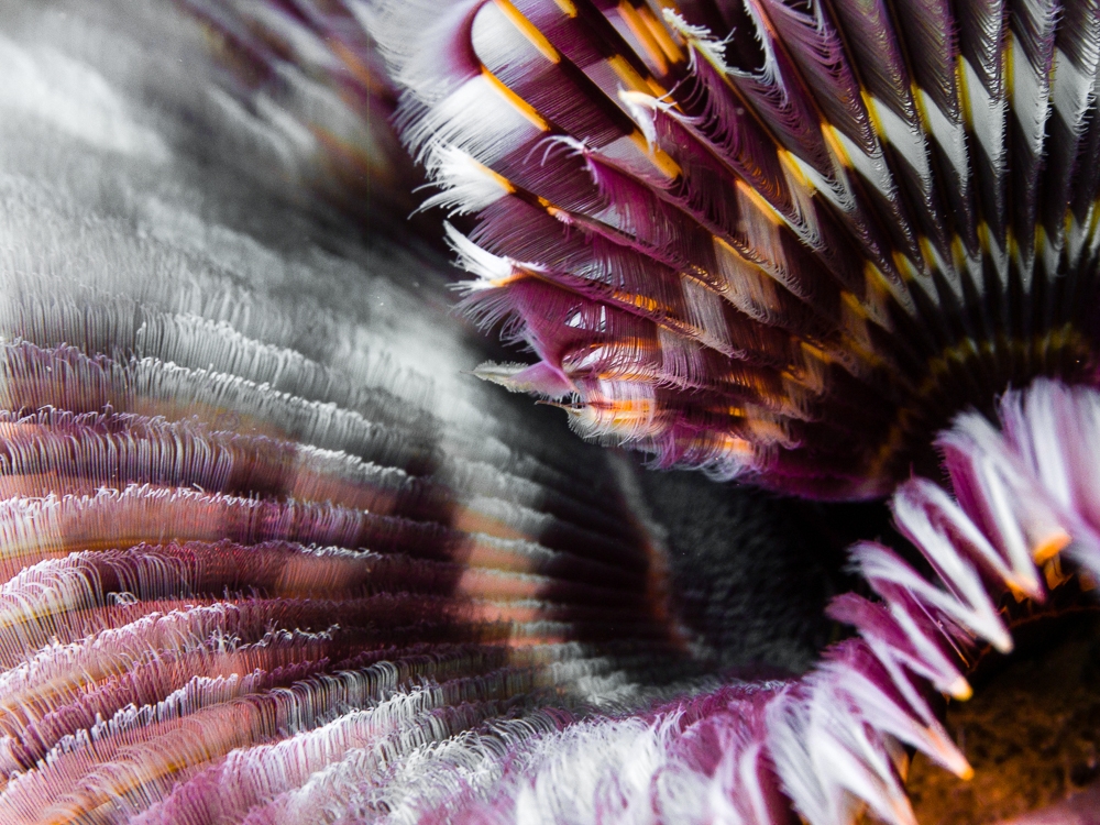 On the same wavelength