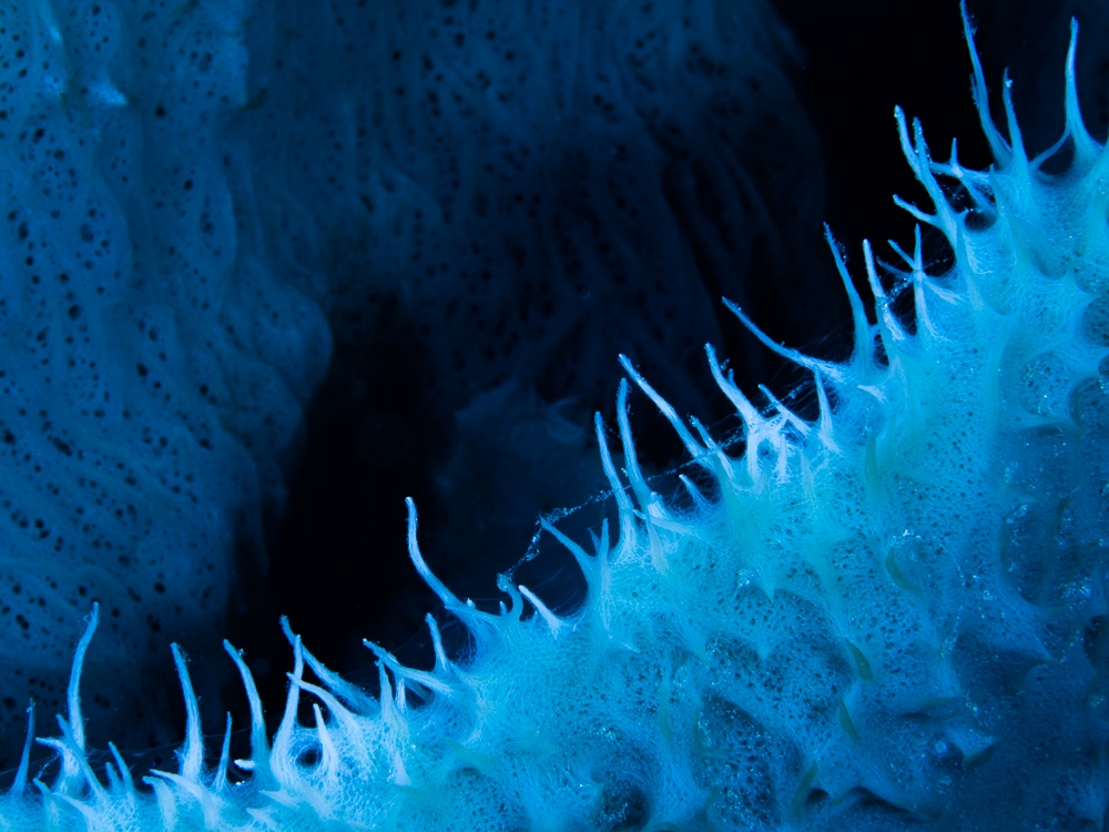 On the same wavelength