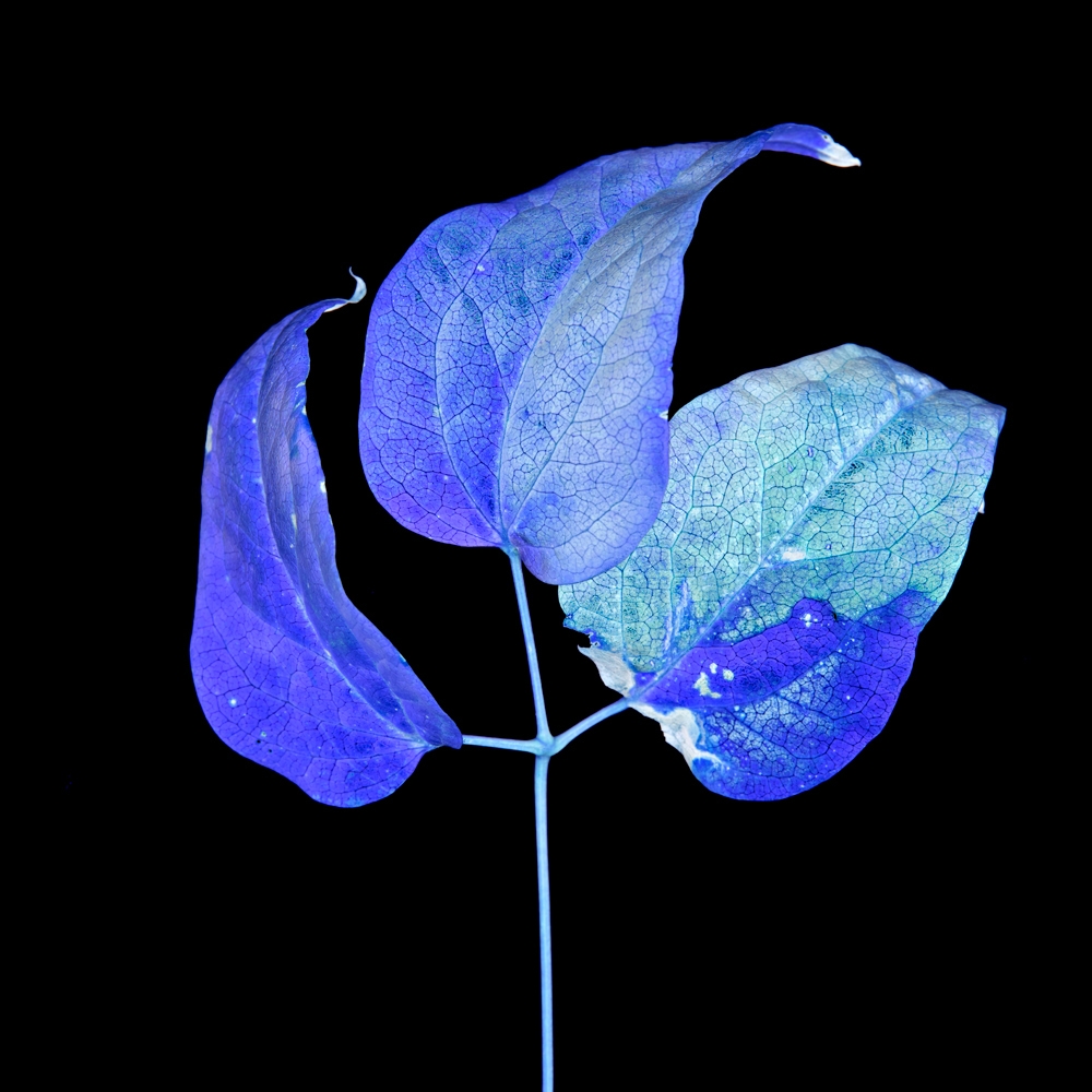 Blue électrique