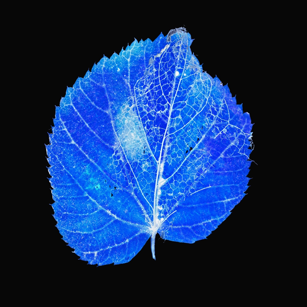 Blue électrique