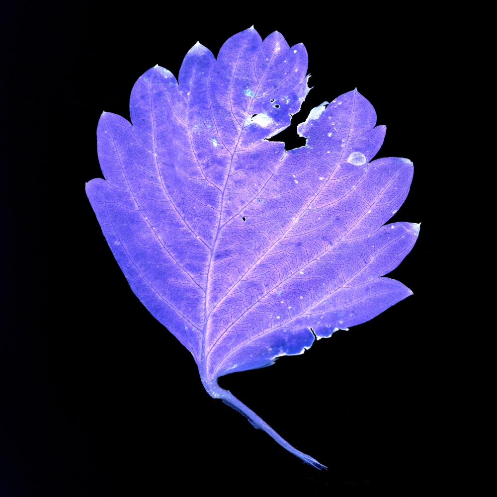 Blue électrique