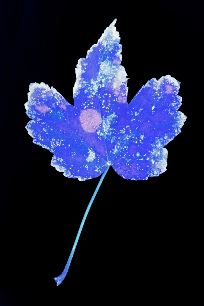 Blue électrique