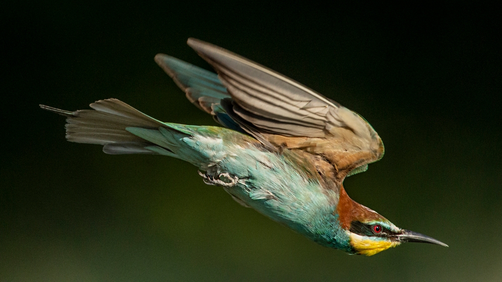 EUROPEAN BEE-EATER (Merops apiaster)