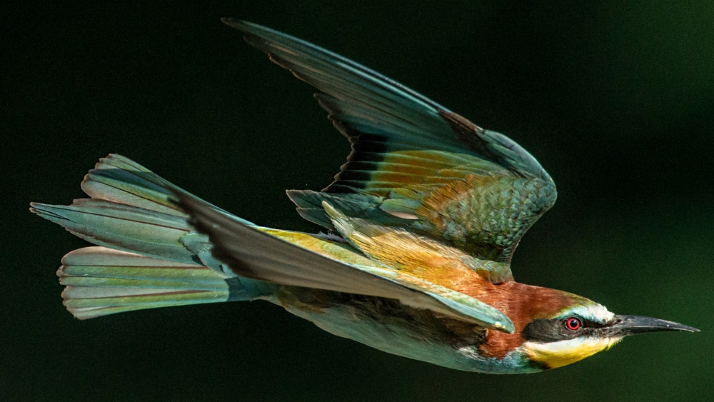 EUROPEAN BEE-EATER (Merops apiaster)