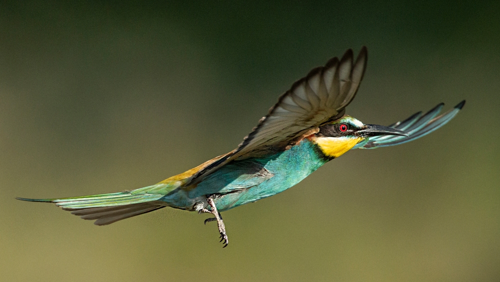 EUROPEAN BEE-EATER (Merops apiaster)