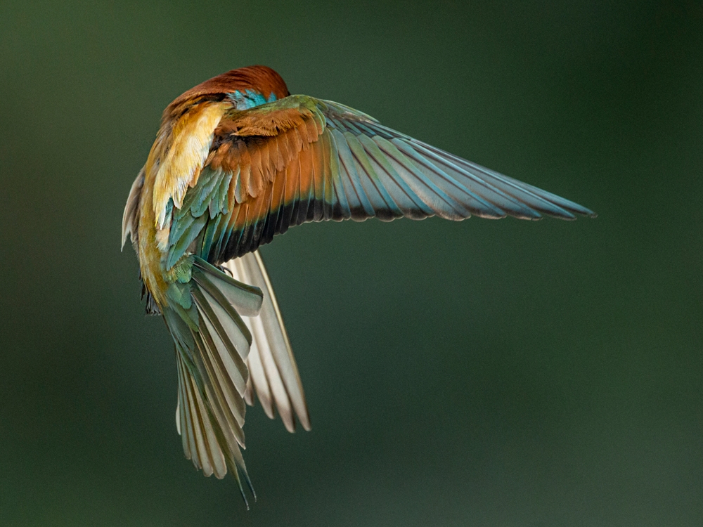 EUROPEAN BEE-EATER (Merops apiaster)