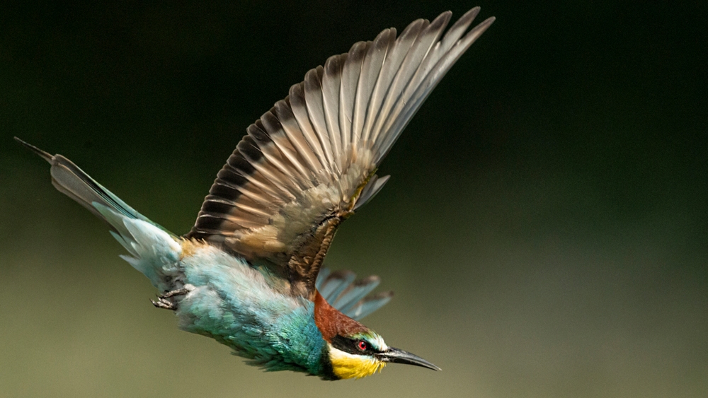 EUROPEAN BEE-EATER (Merops apiaster)