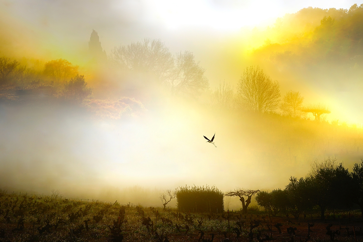 Fog