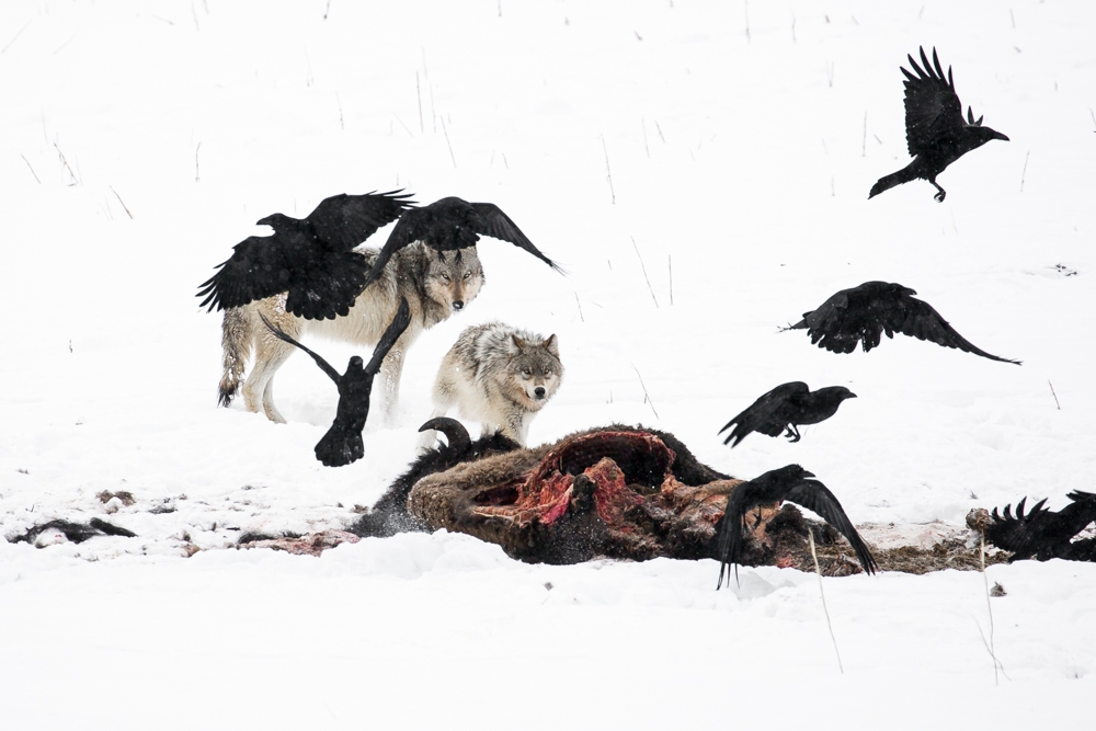 Bison Carcass with Wolves and Ravens