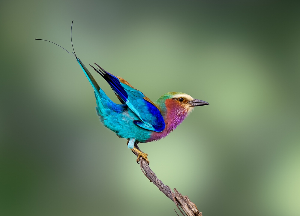 The lilac-breasted roller  