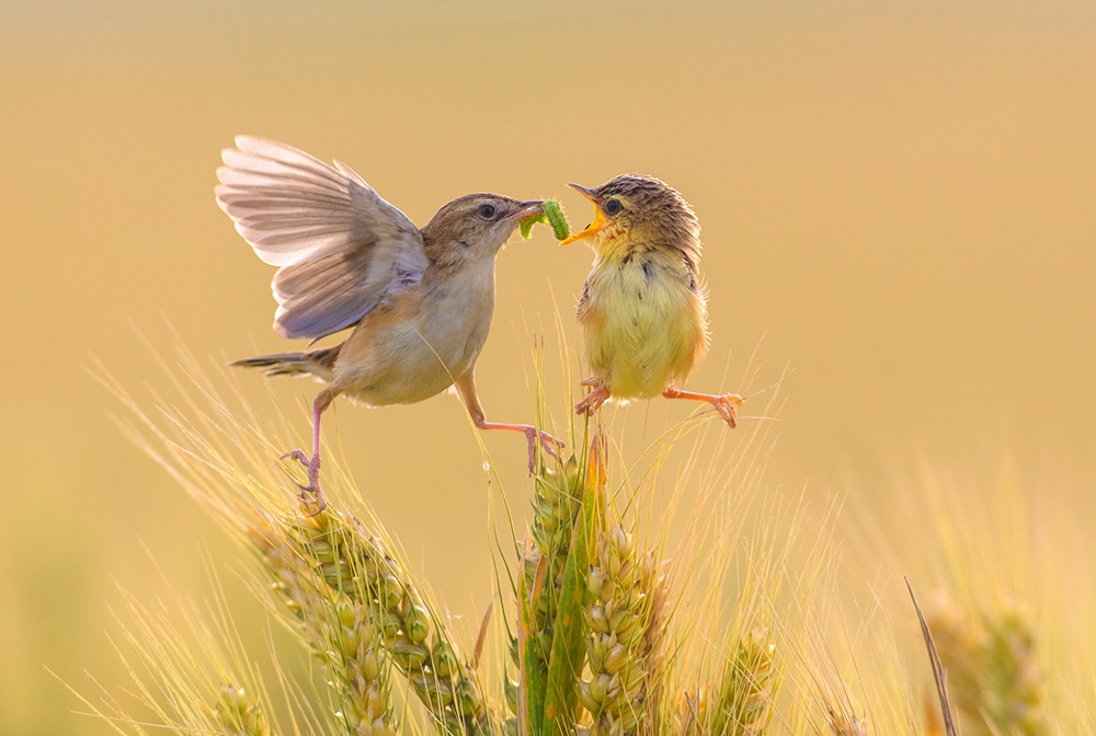 cry piteously for food