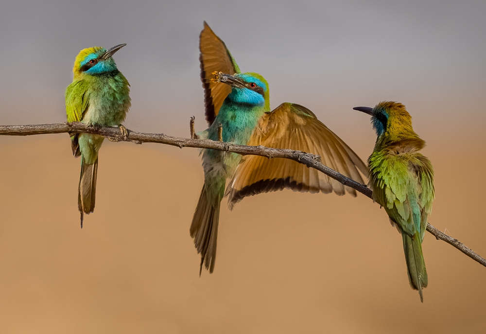Bee eaters 