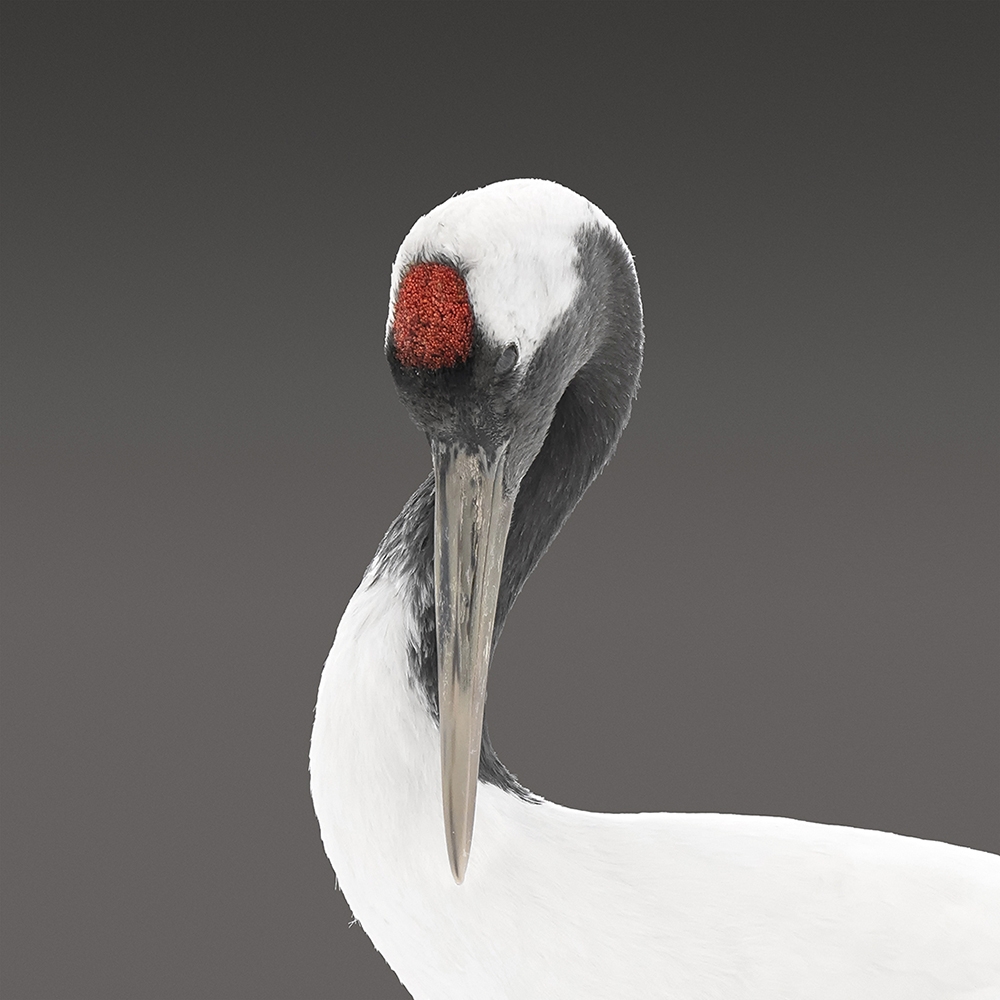 Японский журавль: эстетика форм.