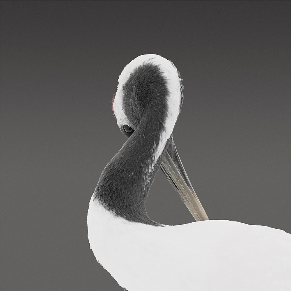 Японский журавль: эстетика форм.