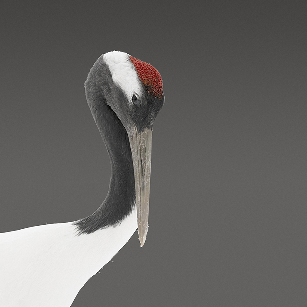 Японский журавль: эстетика форм.