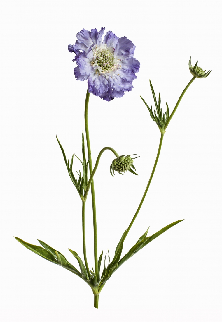 Garden Botanicals 