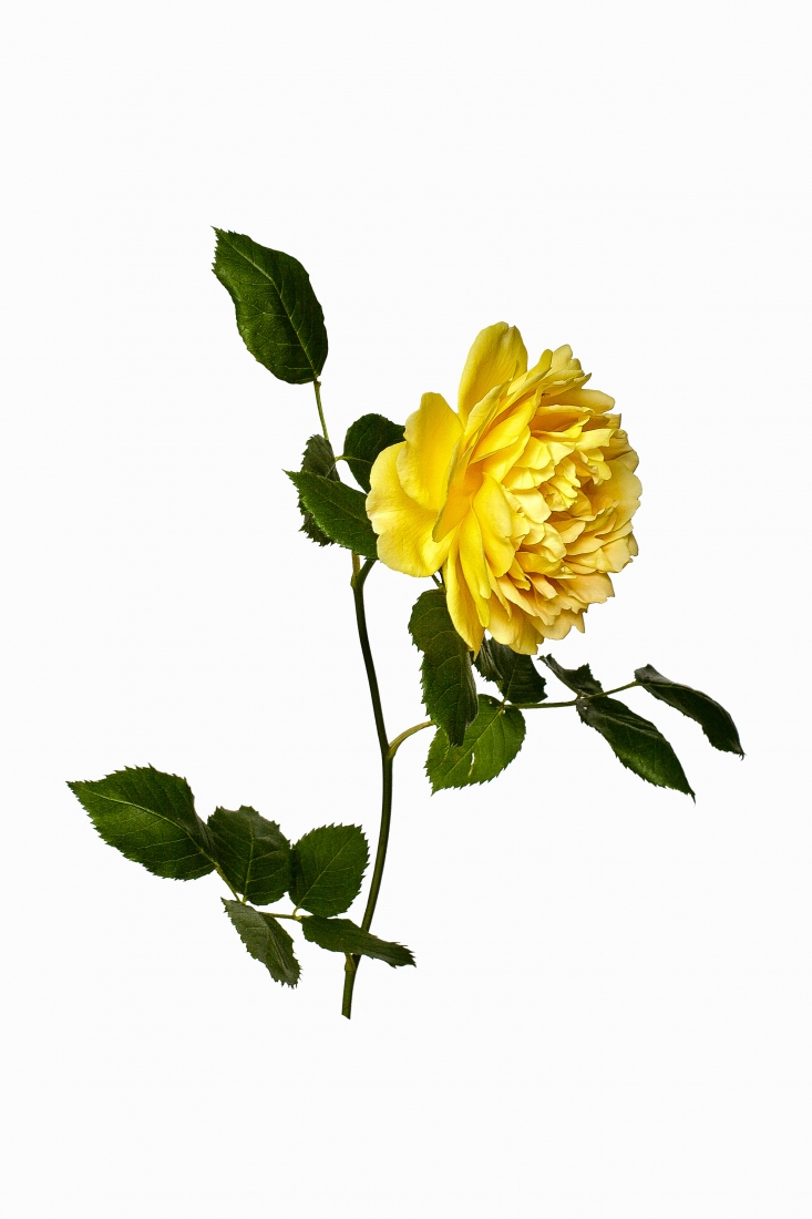 Garden Botanicals 