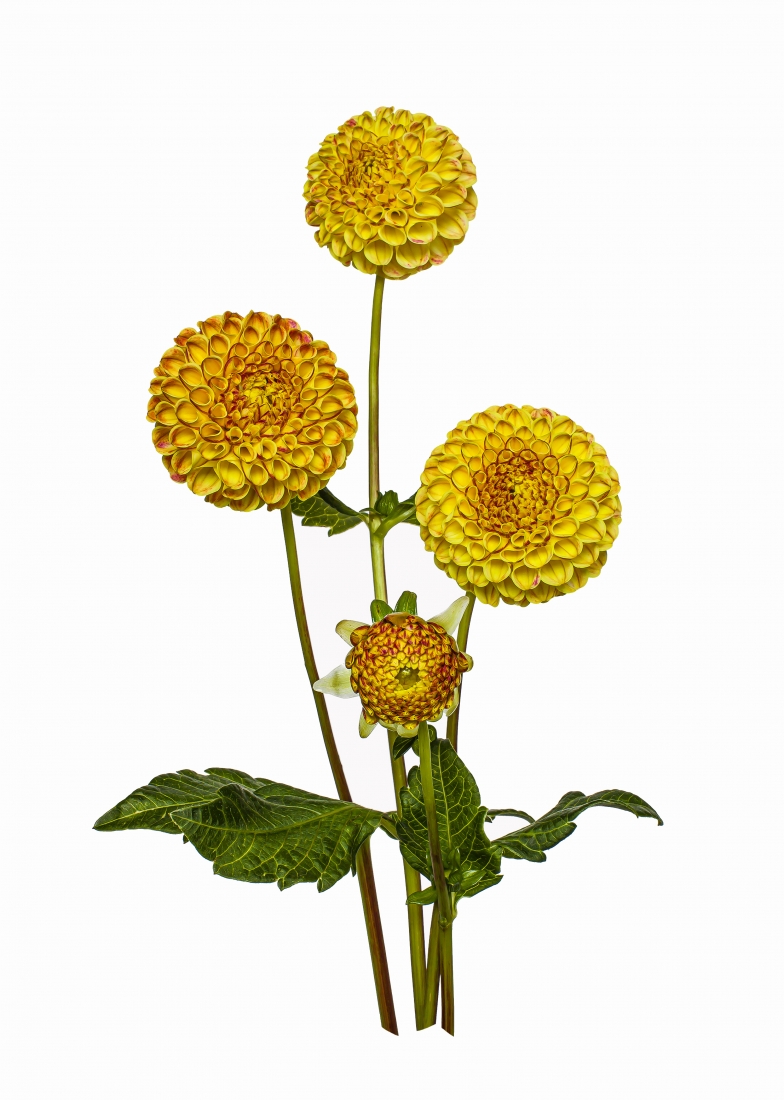 Garden Botanicals 