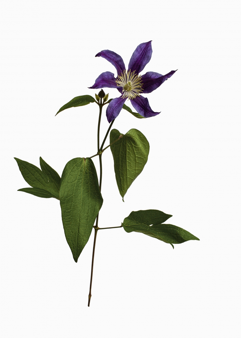 Garden Botanicals 