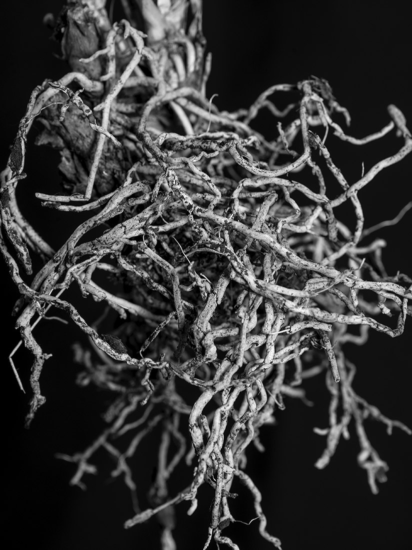 Radice (Root)