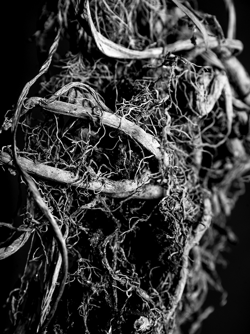Radice (Root)