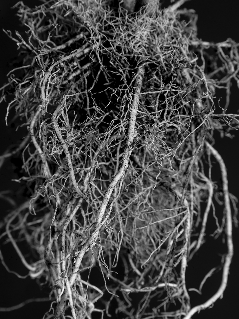 Radice (Root)