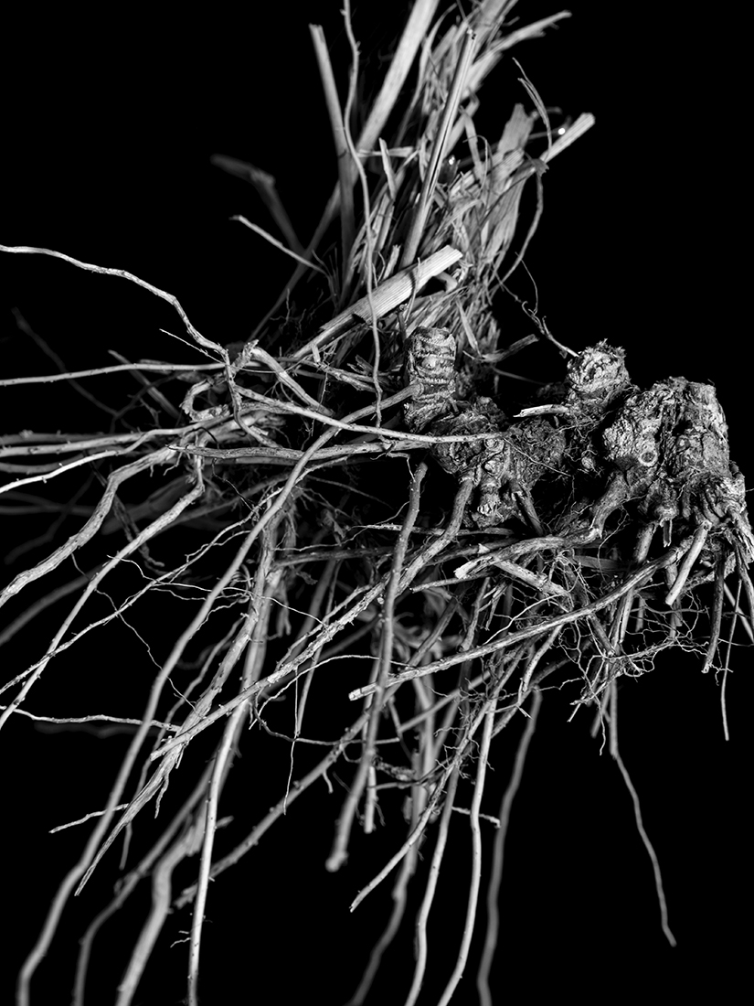 Radice (Root)