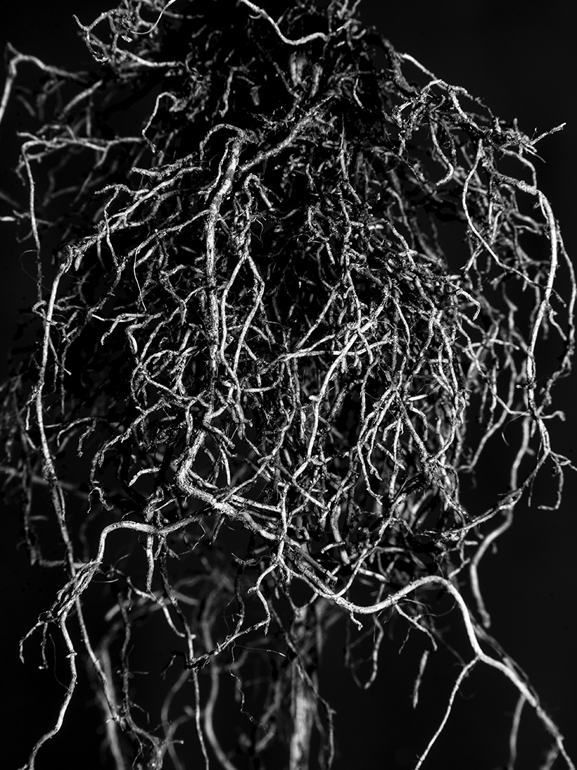 Radice (Root)