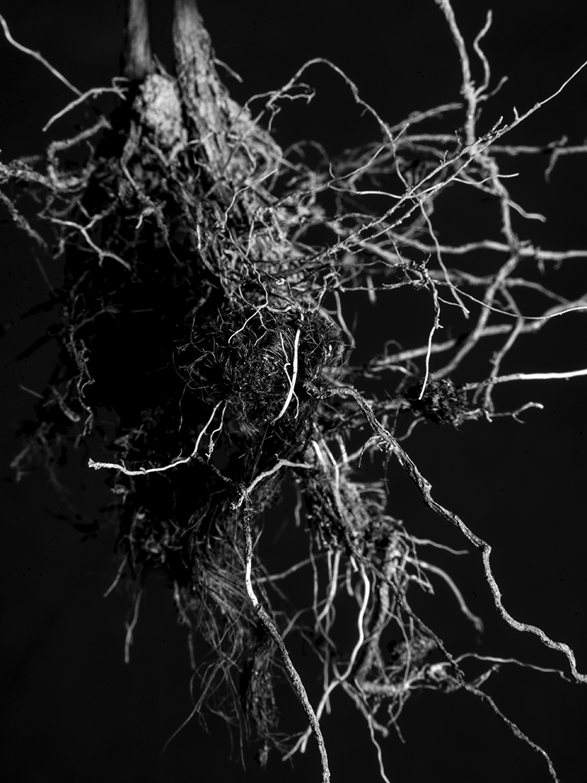 Radice (Root)