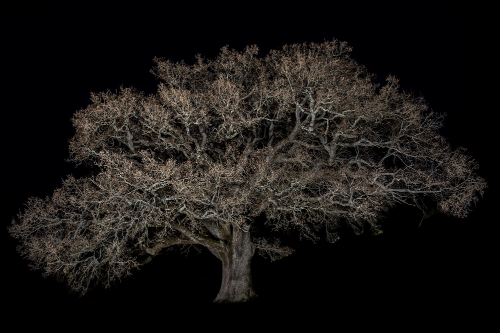 Portraits of Trees
