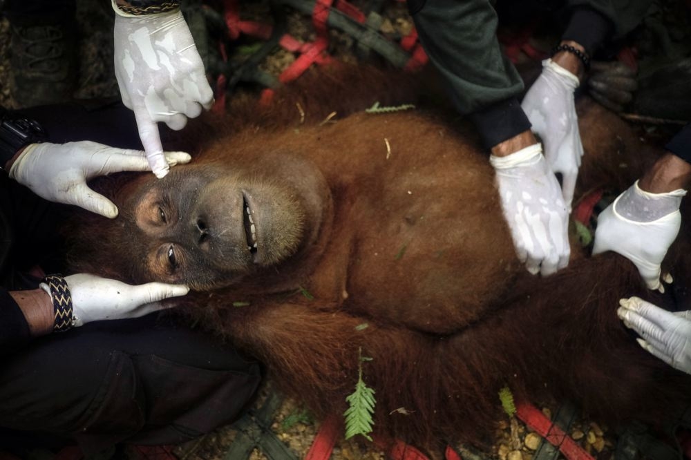 Saving Orangutans