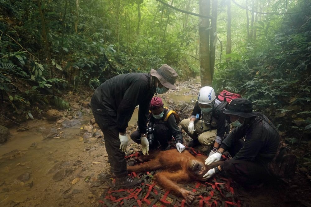 Saving Orangutans