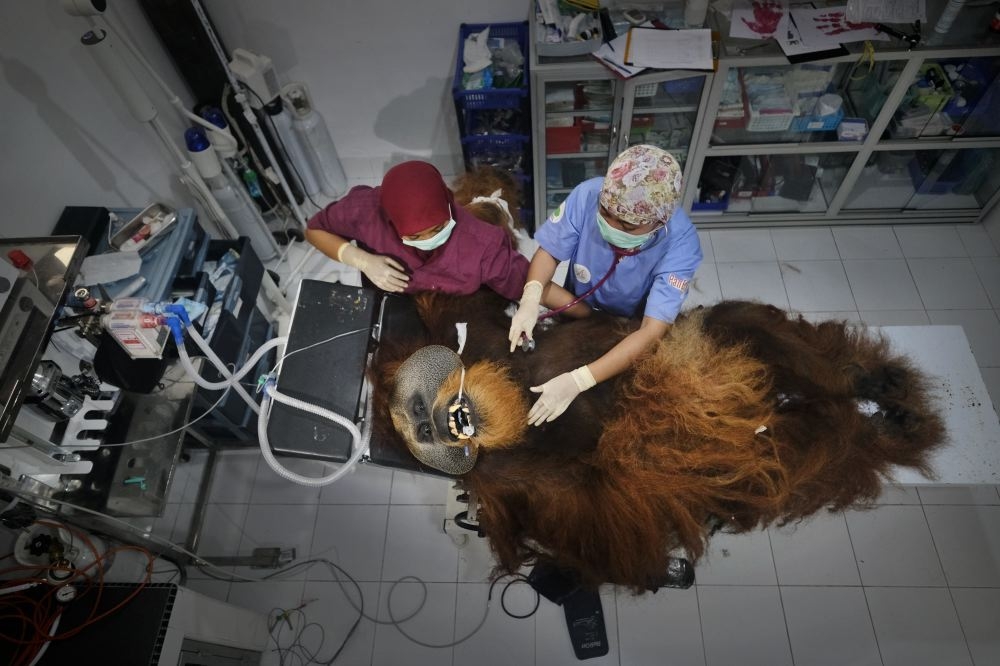 Saving Orangutans