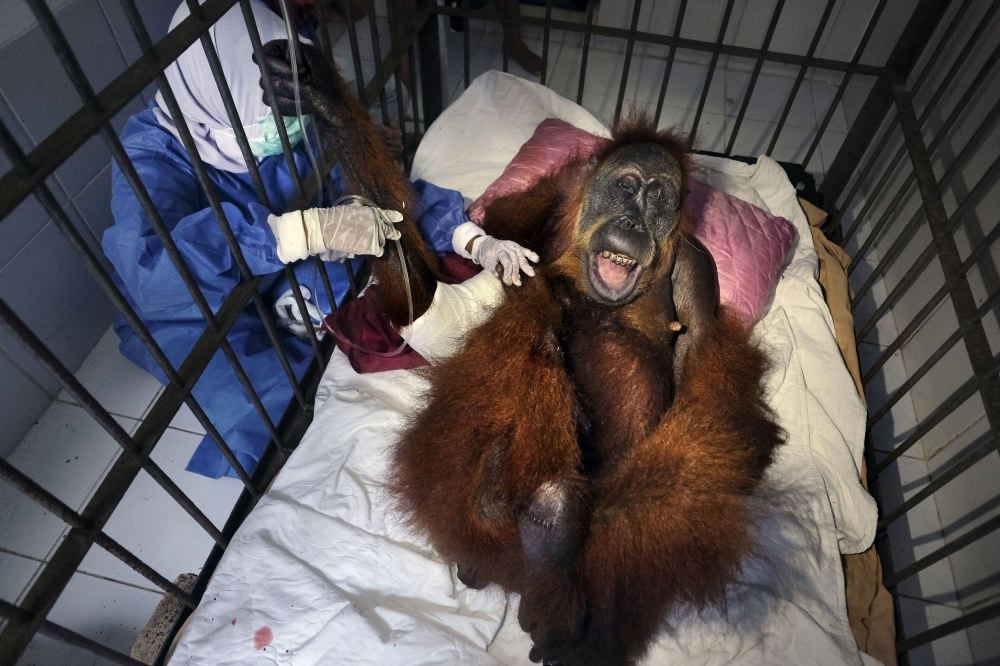 Saving Orangutans