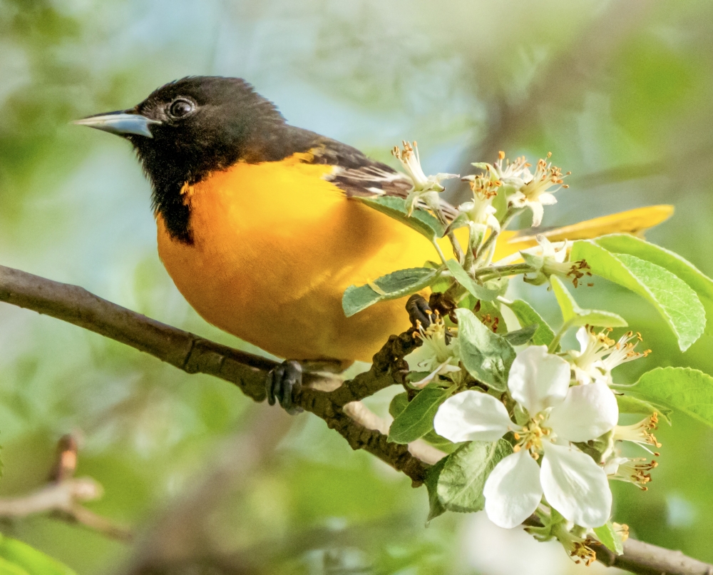 Spring Songbirds and Crabapple Blossoms 