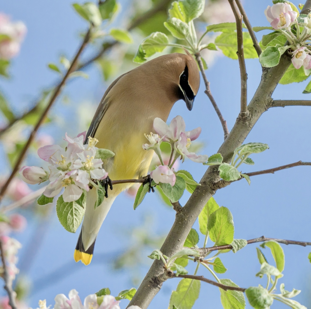 Spring Songbirds and Crabapple Blossoms 