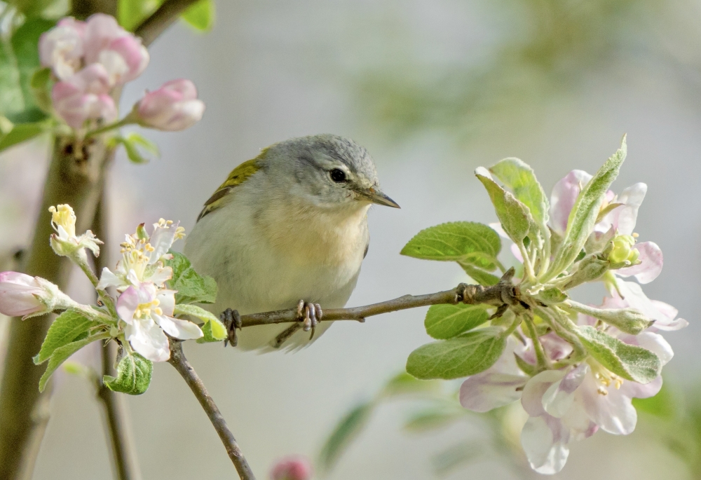 Spring Songbirds and Crabapple Blossoms 