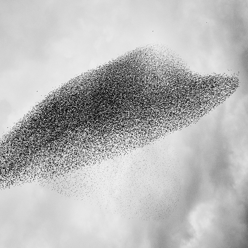 Murmurations