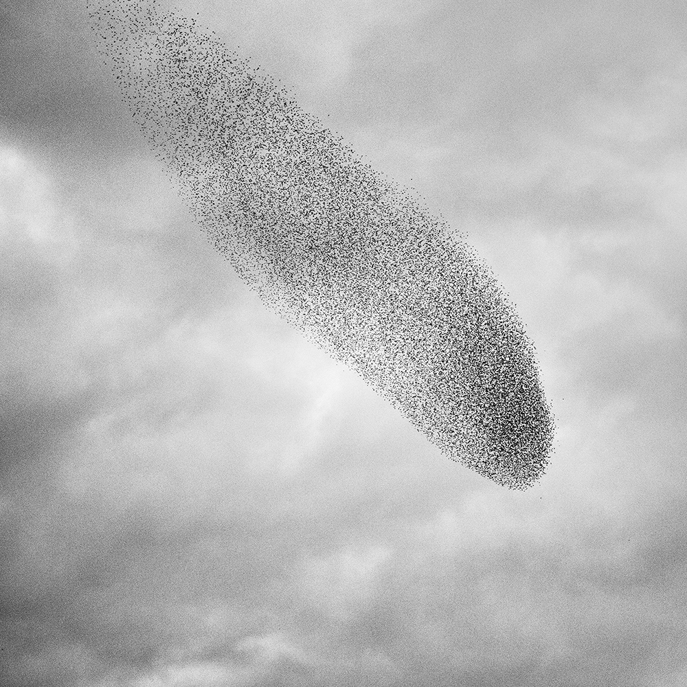 Murmurations