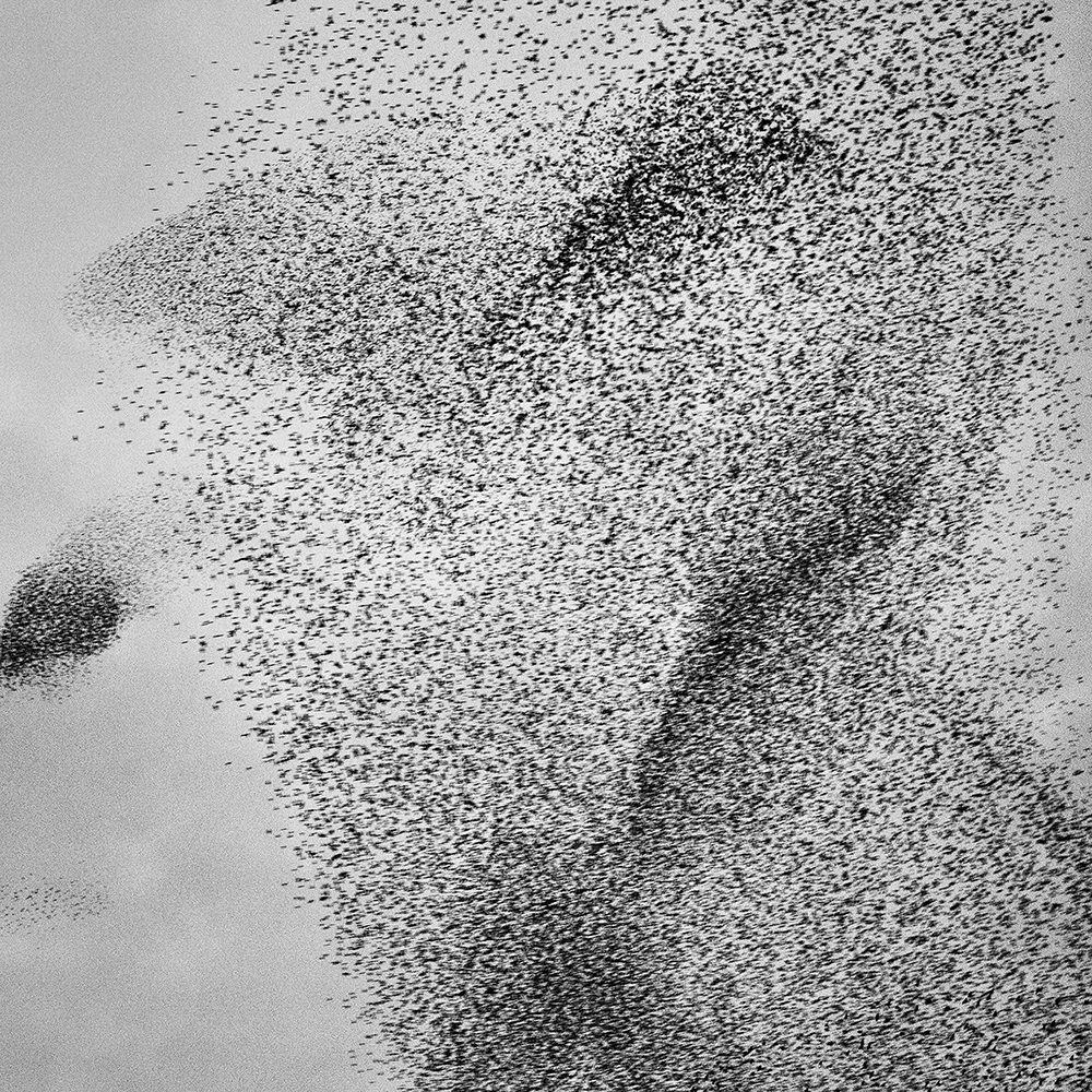 Murmurations